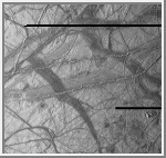 Ridges on Europa